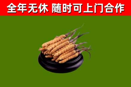 连南烟酒回收冬虫夏草.jpg