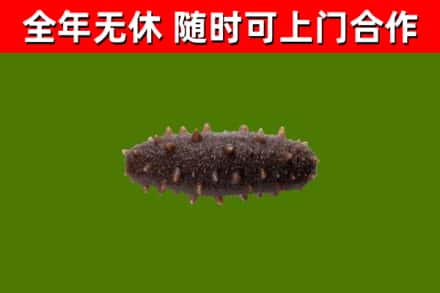 连南烟酒回收干海参.jpg
